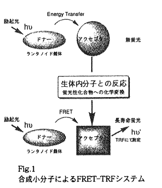 楽天市場】人体図 シャチハタ 医療用人体図 全身 背面 角型印 2060号 医療 スタンプ | ［本州送料無料］カルテ 人体図 イラスト 用 スタンプ  ゴム印 問診票 整体 病院 医院 整体院 検査 レントゲン スタンプ はんこ 印鑑 ハンコ 書類 先生 医者 20×60 浸透印