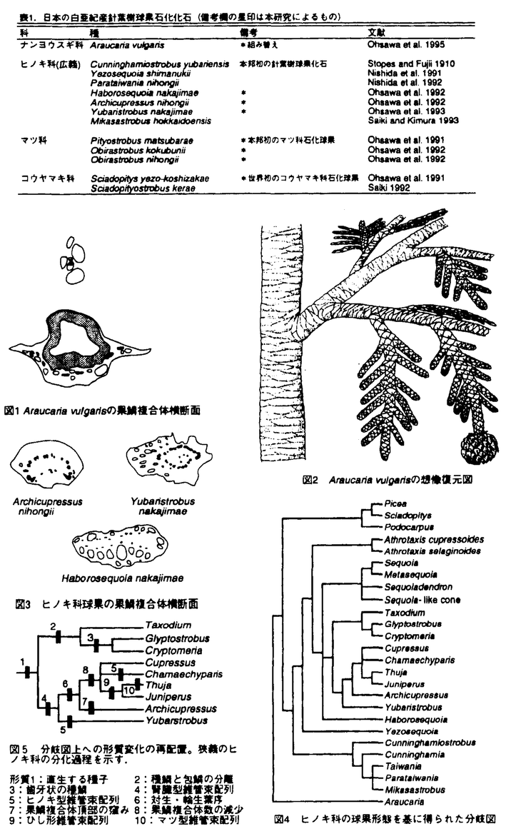 △01)【同梱】顕微写真植物形態解剖図/小野田伊久馬/石津大雅堂/